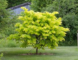 Hearts Of Gold Redbud, Cercis Canadensis
Millette Photomedia
