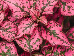 Hippo Rose Polka Dot Plant, Hypoestes Phyllostachya
Proven Winners
Sycamore, IL