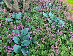 Hosta And Geranium
Here She Grows
