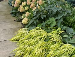 Hydrangea And Hakonechloa
Fieldwork Design Group
IL