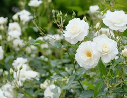 Iceberg Rose, White Rose
Shutterstock.com
New York, NY