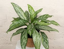 Igneous Timeless Tides Chinese Evergreen, Aglaonema Commutatum
Proven Winners
Sycamore, IL