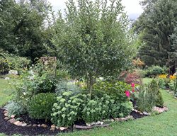 Island Planting Bed With Tree
Garden Design
Calimesa, CA