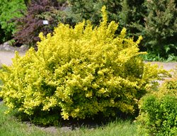 Japanese Barberry, Berberis Thunbergii
Shutterstock.com
New York, NY