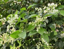 Japanese Privet, Ligustrum Japonicum
Shutterstock.com
New York, NY