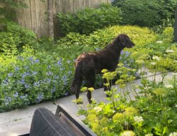 Juno Dog In Garden
Fieldwork Design Group
IL