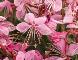 Karalee Petite Pink Gaura, Gaura Lindheimeri
Proven Winners
Sycamore, IL