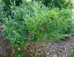 Kindly Privet, Ligustrum Japonicum
Proven Winners
Sycamore, IL