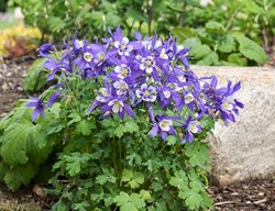 Kirigami Deep Blue & White Columbine, Columbine Flowers
Proven Winners
Sycamore, IL