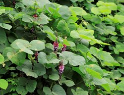 Kudzu, Pueraria Montana
Shutterstock.com
New York, NY