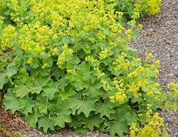 Lady's Mantle, Alchemilla Mollis
Garden Design
Calimesa, CA