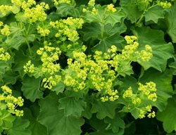 Lady's Mantle, Alchemilla Mollis
Shutterstock.com
New York, NY