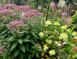 Late Summer, Garden Border
Garden Design
Calimesa, CA