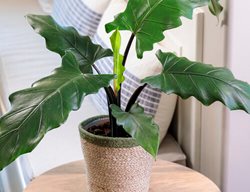 Lauterbachiana Alocasia, Purple Sword Elephant Ear
Proven Winners
Sycamore, IL