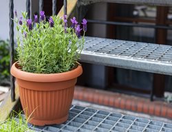 Lavender In Pot, Growing Lavender
Shutterstock.com
New York, NY