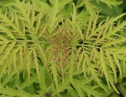 Lemony Lace Elderberry, Sambucus Racemosa
Proven Winners
Sycamore, IL