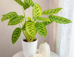 Leopardina Calathea, Shadow Plant, Calathea Leopardina
Proven Winners
Sycamore, IL