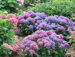 Let's Dance Lovable Hydrangea, Hydrangea Macrophylla
Proven Winners
Sycamore, IL