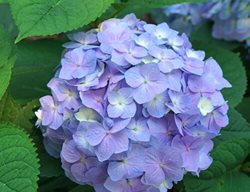 Let's Dance Sky Blue Hydrangea
Proven Winners
Sycamore, IL