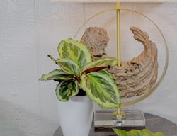 Like A Prayer Calathea, Calathea Roseoptica, Prayer Plant
Proven Winners
Sycamore, IL