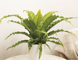 Living Lace® Victoria Bird's Nest Fern, Asplenium Antiquum
Proven Winners
Sycamore, IL