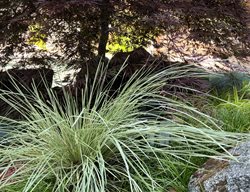 Lomandra And Mondo Grass
Garden Design
Calimesa, CA