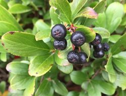 Low Scape Mound Aronia Berries, Aronia Melanocarpa
Proven Winners
Sycamore, IL