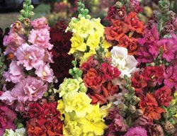 Madame Butterfly Mix Snapdragons
All-America Selections
Downers Grove, IL