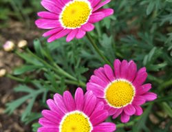 Madeira Pink Marguerite Daisy, Argyranthemum Frutescens
Shutterstock.com
New York, NY