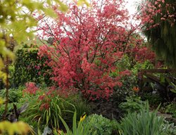 Maple Foliage In Garden
Garden Design
Calimesa, CA