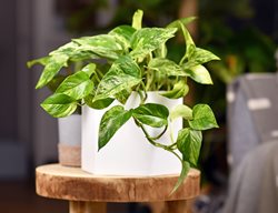 Marble Queen Pothos, Pothos Plant 
Shutterstock.com
New York, NY