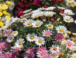 Marguerite Daisies, Argyranthemum Frutescens
Shutterstock.com
New York, NY