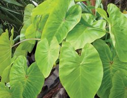 Maui Gold Colocasia, Elephant Ear Plant, Colocasia Esculenta
Proven Winners
Sycamore, IL