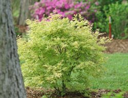 Metamorphosa Japanese Maple, Acer Palmatum
Proven Winners
Sycamore, IL