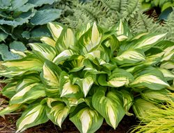 Miss America Hosta, Hosta Hybrid
Proven Winners
Sycamore, IL