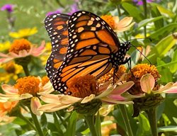 Monarch, Butterfly, Flower
Garden Design
Calimesa, CA