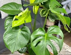 Monstera Deliciosa, Swiss Cheese Plant
Proven Winners
Sycamore, IL