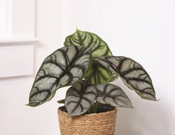 Mythic Silver Dragon Alocasia, Jewel Alocasia
Proven Winners
Sycamore, IL