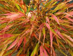 Nicolas Japanese Forest Grass, Hakonechloa Macra
Garden Design
Calimesa, CA