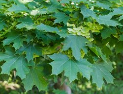 Norway Maple, Acer Platanoides
Shutterstock.com
New York, NY