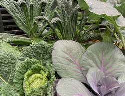 Ornamental Vegetable Foliage
Garden Design
Calimesa, CA