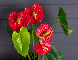 Painter's Palette Anthurium, Anthurium Andraeanum
Shutterstock.com
New York, NY