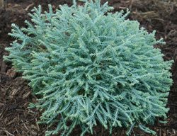 Pancake Arborvitae, Thuja Occidentalis
Spring Meadow Nursery
Grand Haven, MI