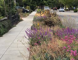 Parking Strip Planting
Garden Design
Calimesa, CA