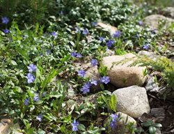 Perwinkle Groundcover, Vinca
Shutterstock.com
New York, NY