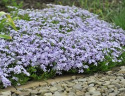 Phlox Sublata, Moss Phlox
Shutterstock.com
New York, NY