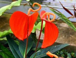 Pigtail Plant, Anthurium Scherzerianum
Shutterstock.com
New York, NY