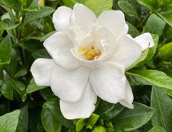 Pillow Talk Gardenia, White Gardenia Flower
Proven Winners
Sycamore, IL