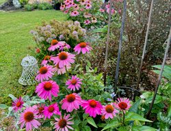 Pink Coneflower, Garden Border
Garden Design
Calimesa, CA