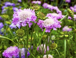 Pink Mist Scabiosa, Scabiosa Columbaria
Shutterstock.com
New York, NY